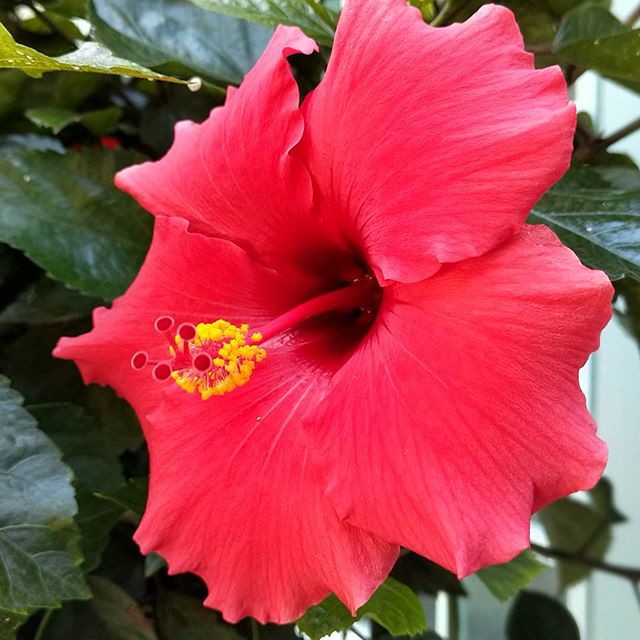 Đã xuất hiện những bức ảnh đầu tiên chụp bởi smartphone màn hình holographic Red Hydrogen One - Ảnh 2. Đã xuất hiện những bức ảnh đầu tiên chụp bởi smartphone màn hình holographic Red Hydrogen One - Ảnh 2.