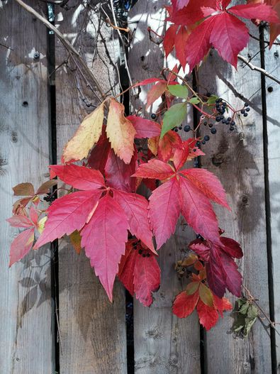 Đây là 41 tấm ảnh dạo quanh London được chụp từ Huawei Mate 20 - Ảnh 19. Đây là 41 tấm ảnh dạo quanh London được chụp từ Huawei Mate 20 - Ảnh 19.